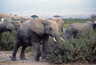 Kenya 101262.jpg